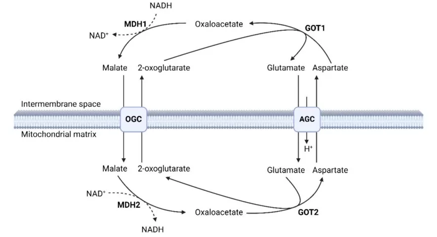 Figure 4. Schematic of the malate aspartate shuttle (Koch et al., 2024)